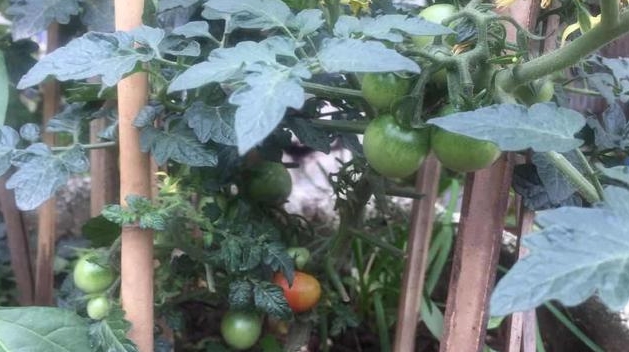 阳台盆栽西红柿（番茄）需要进行人工授粉吗？盆栽蔬菜怎么进行人工授粉1.jpg