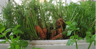 胡萝卜阳台盆栽种植方法1.jpg