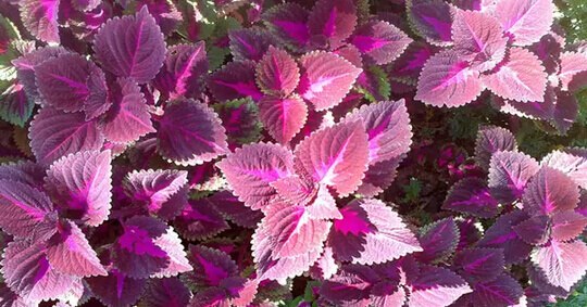 紫苏阳台盆栽种植方法1.jpg