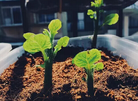 土豆（马铃薯）阳台盆栽种植方法3.jpg