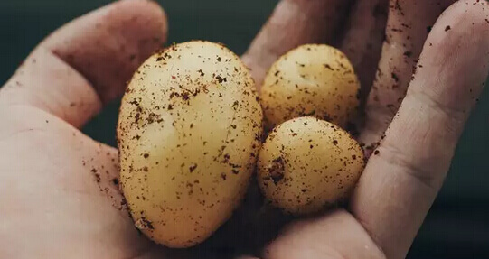 土豆（马铃薯）阳台盆栽种植方法7.jpg