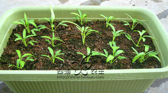 空心菜阳台盆栽种植方法2.jpg