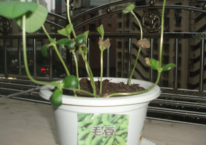 毛豆阳台盆栽种植方法2.jpg