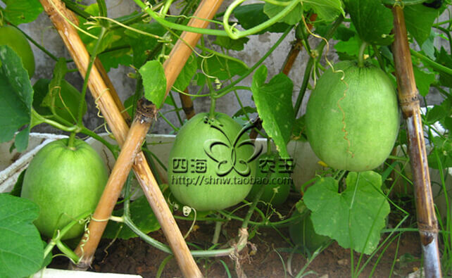 甜瓜阳台盆栽种植方法7.jpg