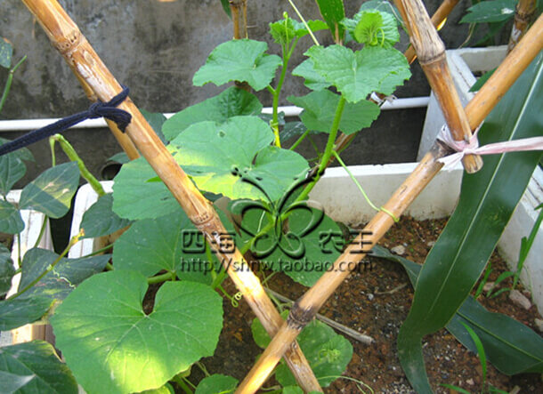 甜瓜阳台盆栽种植方法3.jpg