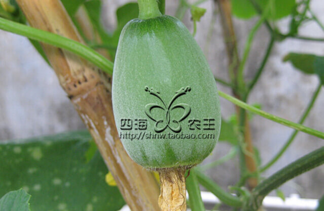 甜瓜阳台盆栽种植方法6.jpg