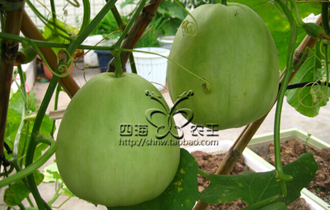 甜瓜阳台盆栽种植方法8.jpg