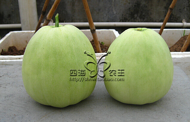 甜瓜阳台盆栽种植方法9.jpg