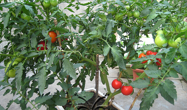 红果番茄阳台盆栽种植方法0.jpg