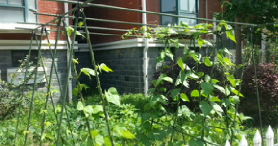 黄瓜架怎么搭，黄瓜阳台盆栽常用搭架方法图解2.png