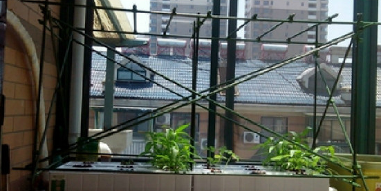 黄瓜架怎么搭，黄瓜阳台盆栽常用搭架方法图解3.png