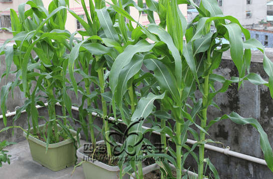 玉米阳台盆栽种植方法4.png