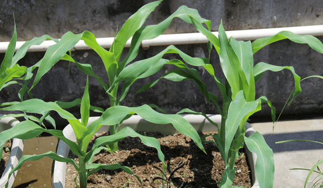 玉米阳台盆栽种植方法2.png