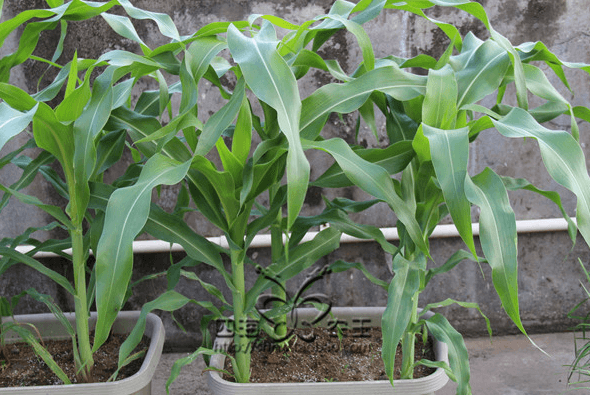 玉米阳台盆栽种植方法3.png