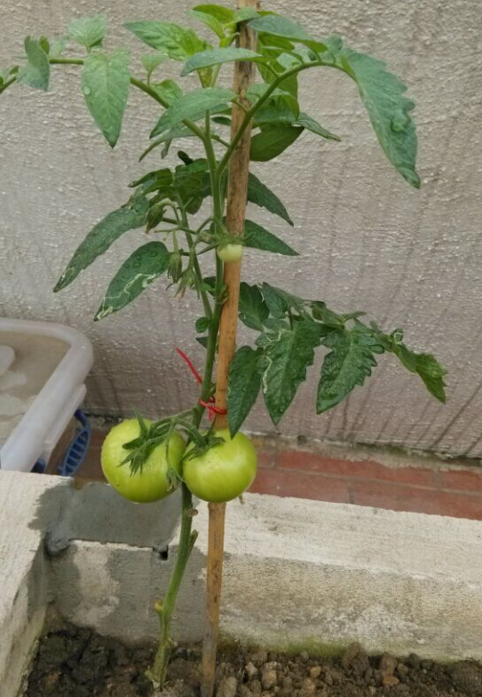 番茄挂果两个多月了，老是不变红1.png