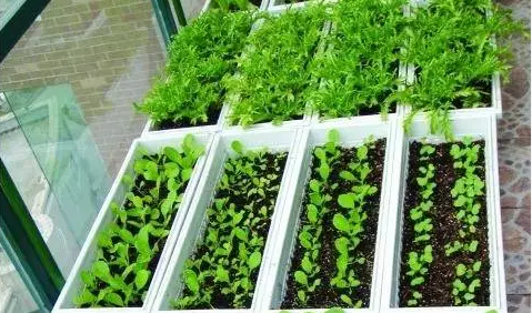 阳台种菜：就种这几种插土能活、长得又快的蔬菜.png