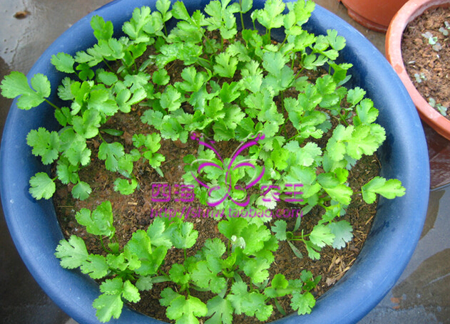 香菜（芫荽）阳台盆栽种植方法4.jpg