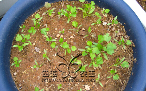 香菜（芫荽）阳台盆栽种植方法3.jpg