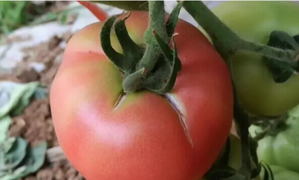 种的西红柿果实开裂了怎么办？番茄裂果怎么办？0.jpg