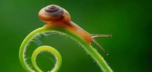 阳台种菜有蜗牛怎么办，种菜消灭蜗牛非农药环保方法.png