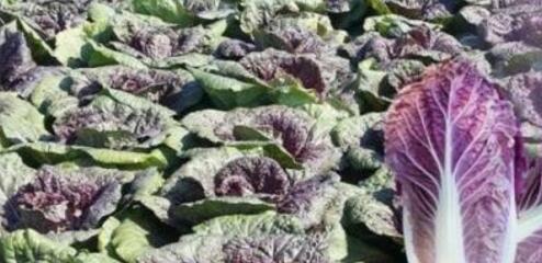 紫白菜阳台盆栽种植方法 蔬菜百科 泛米米博客