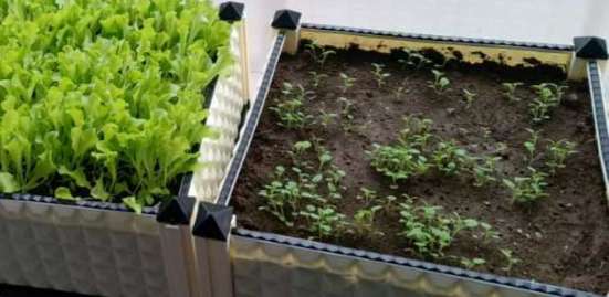 阳台种菜种子育苗还需要施肥.jpg