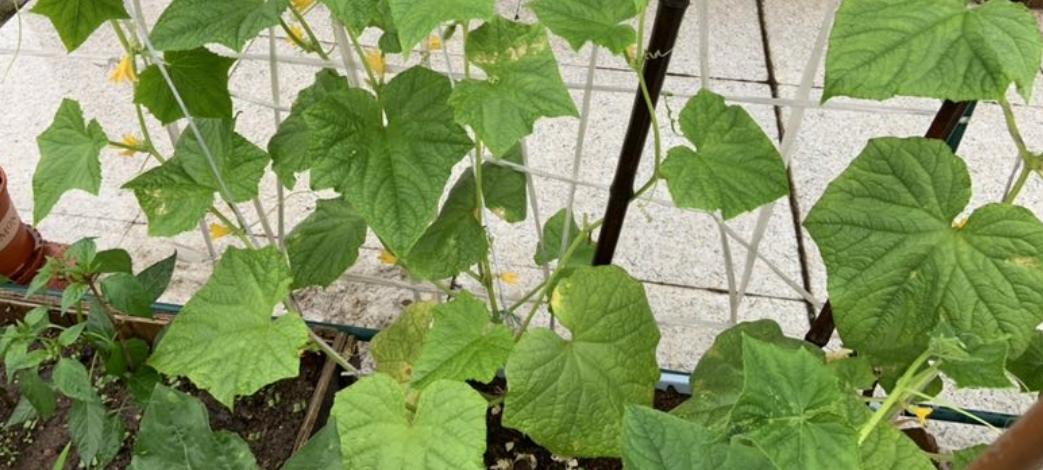 阳台种菜盆栽种的黄瓜、丝瓜叶片发黄是怎么回事1.jpg
