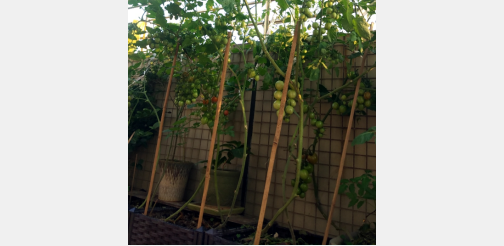 阳台楼顶盆栽番茄用多大的盆合适？种番茄用多大的盆？1.png