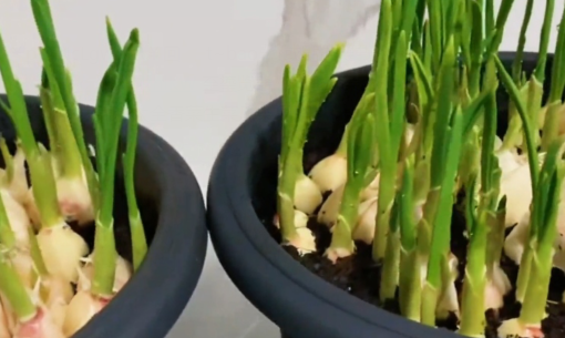 盆栽大蒜种植方法3.png