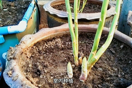 阳台盆栽芦笋诀窍，当年种当年收，种一次吃几年芦笋5.png